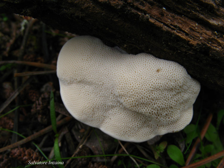 da det (Perenniporia ochroleuca)